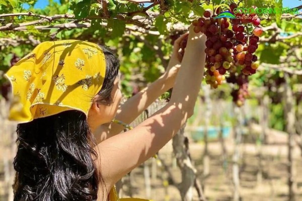 TOUR ĐỒNG CỪU-VƯỜN NHO-HANG RÁI